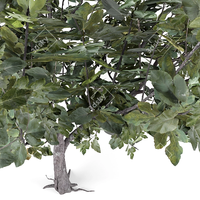 Fresh Fig Harvest: Ficus Carica 3D model image 2