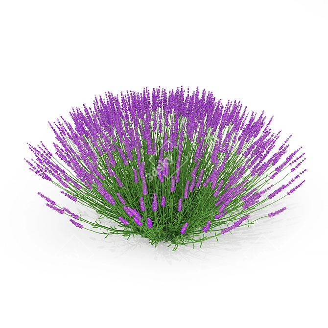 Exterior Lavender Bush 3D model image 1