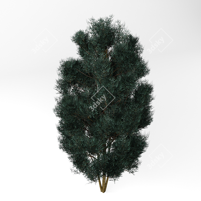 Tall Chamaecyparis Tree: 1600mm 3D model image 2