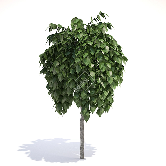 Title: Growth Begins: Sapling 3D model image 1