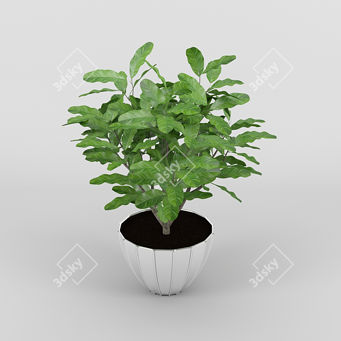 Title: Java Jungle Coffee Tree 3D model image 1