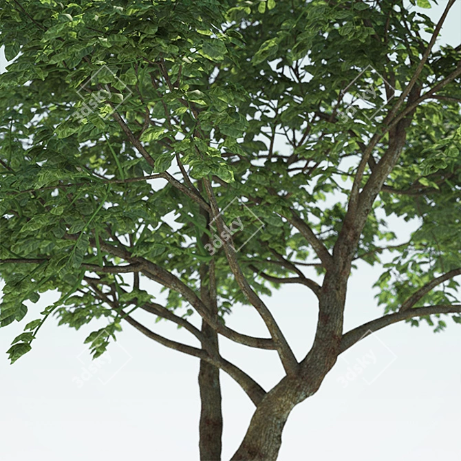 Outdoor Tree with High Trunk Texture 3D model image 2
