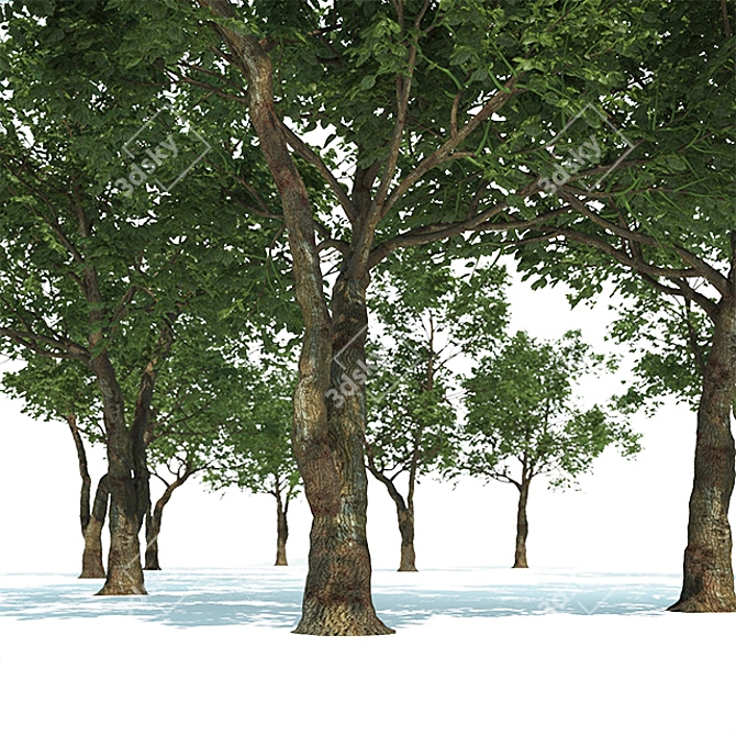 Outdoor Tree with High Trunk Texture 3D model image 3