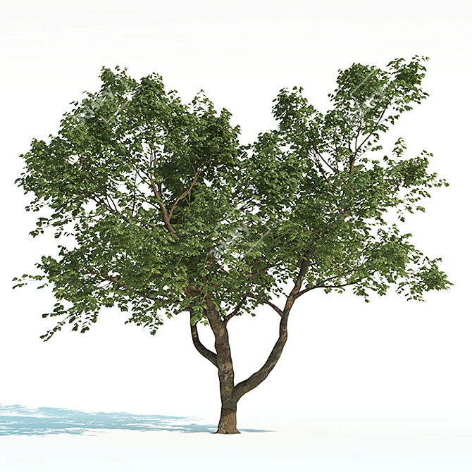 ArchViz Common Tree Pack 3D model image 1