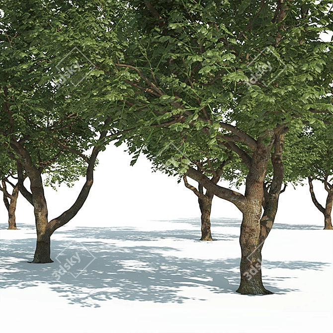 ArchViz Common Tree Pack 3D model image 3