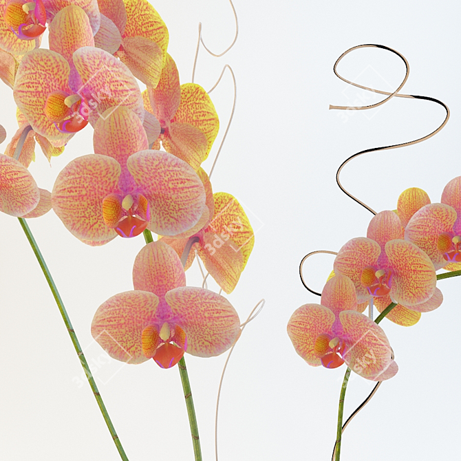 Elegant Orchid04: Exquisite Beauty 3D model image 2