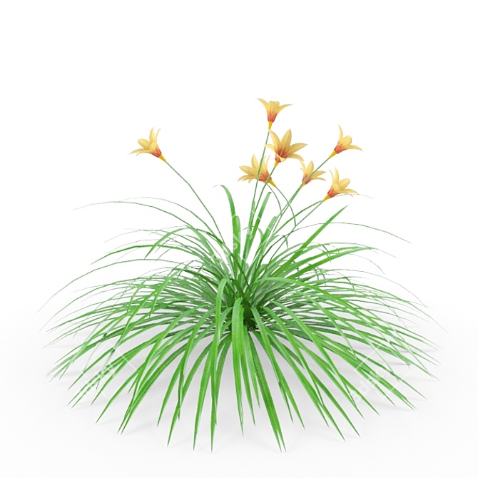 Daylily: Vibrant Perennial Blooms 3D model image 1