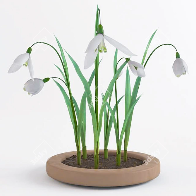 Title: Snowdrops Collection: 6 Unique Flower Types 3D model image 1