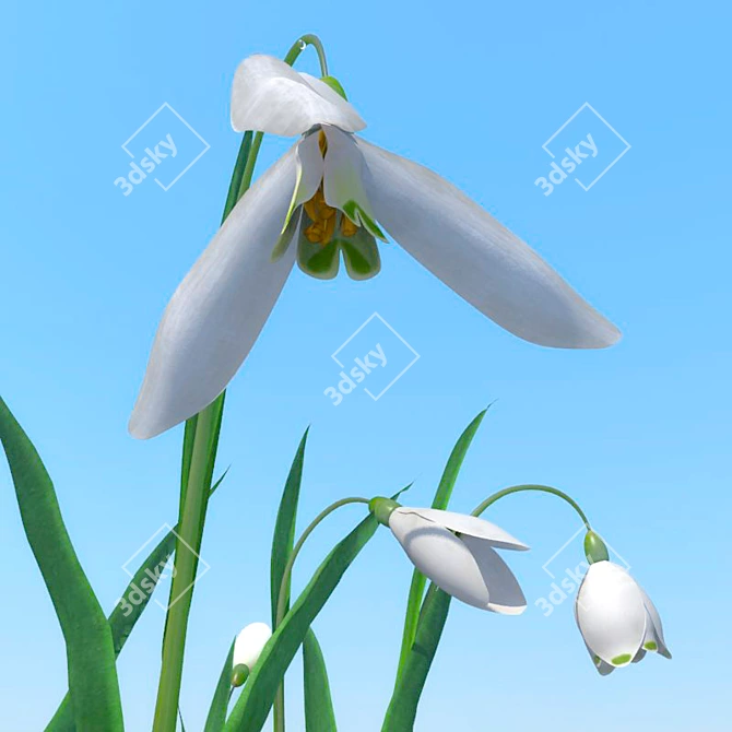 Title: Snowdrops Collection: 6 Unique Flower Types 3D model image 3