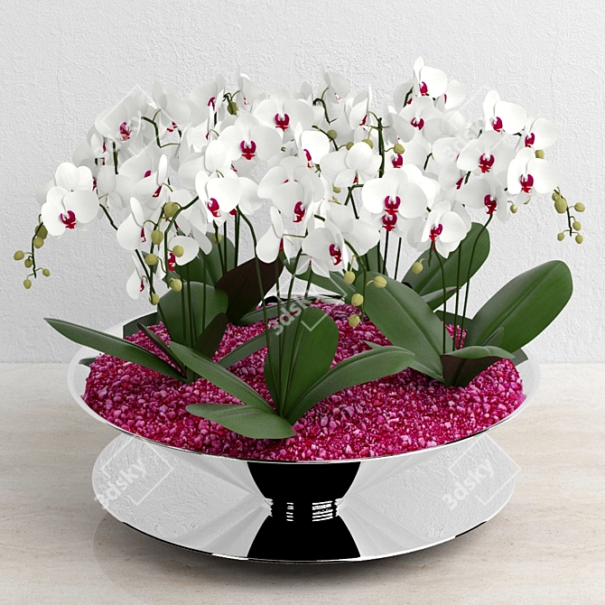 Mini Phalaenopsis Orchids: 5 Plants with 4-5 Flower Spikes 3D model image 1