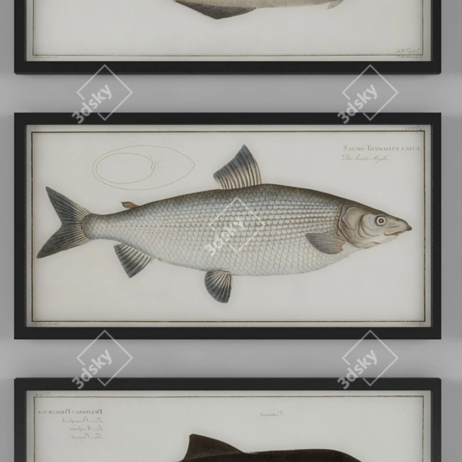 Vintage Fish Photography: 3D Max 2014 + Vray 3.0 3D model image 2