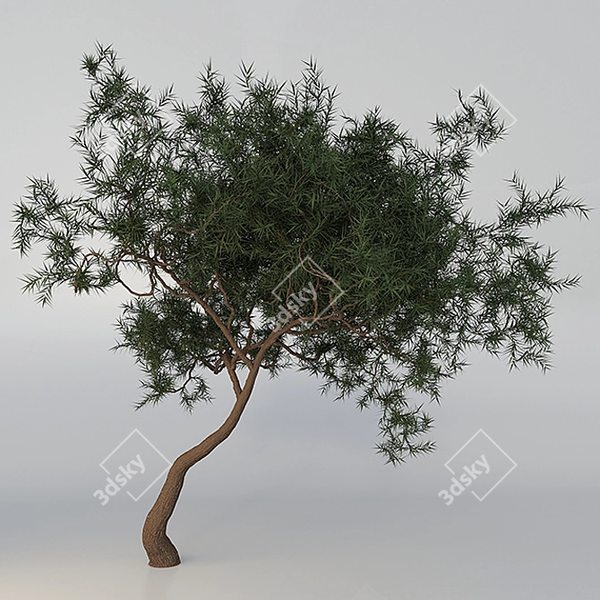 6m Acacia Tree: Elegant and Heighty 3D model image 1