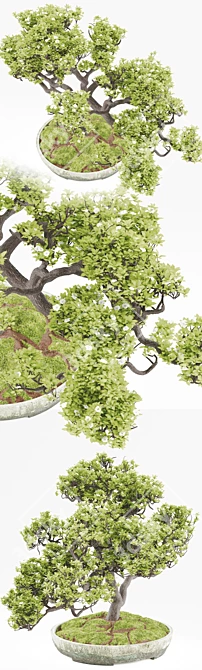 Elegant Vray Bonsai Tree 3D model image 3