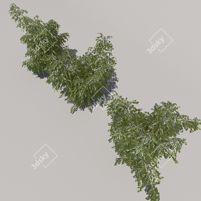 Blooming Bush Trio 3D model image 3