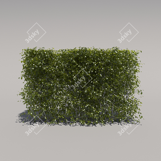Trimmed Low Bush 3D model image 1
