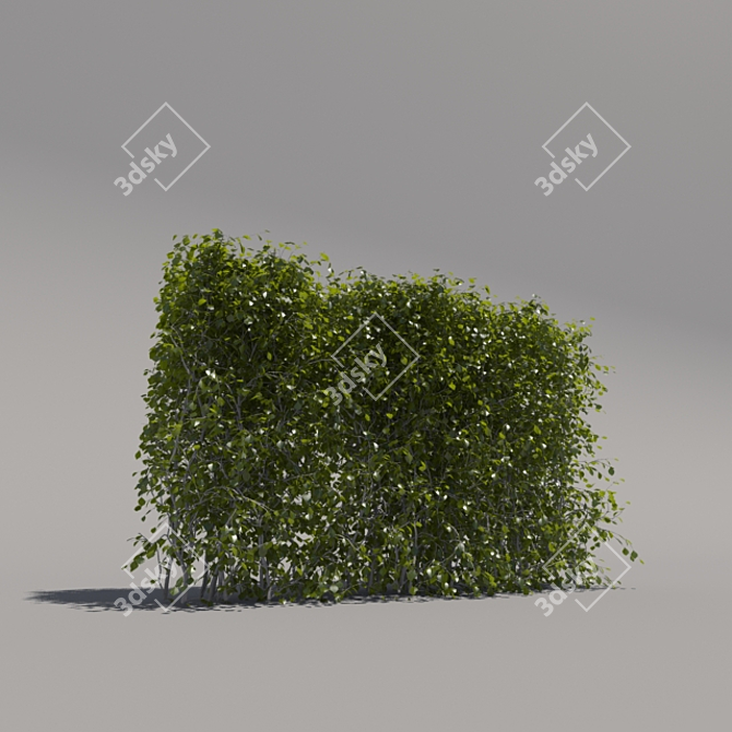 Trimmed Low Bush 3D model image 2