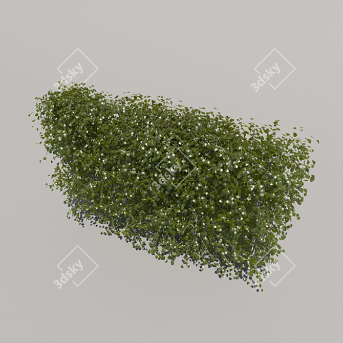 Trimmed Low Bush 3D model image 3