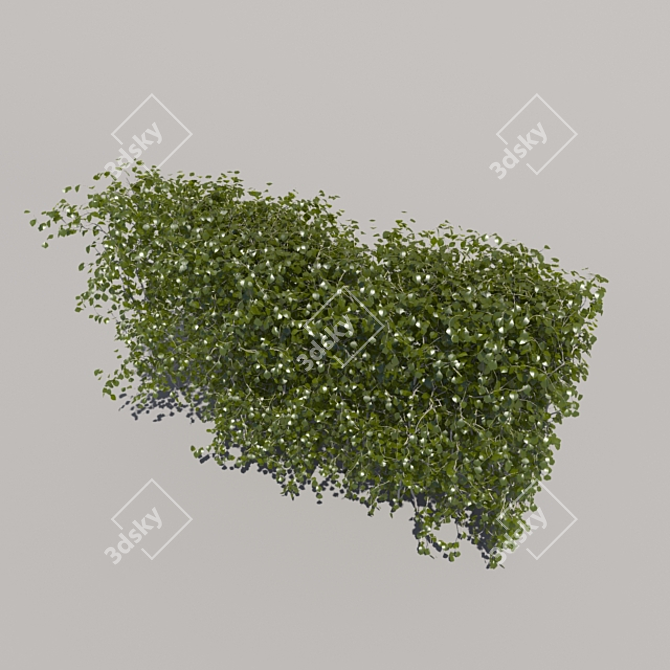 Compact Low Bush - 2nd Iteration 3D model image 3