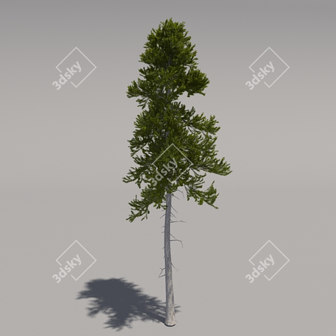 Giant Pine Tree 3D model image 1