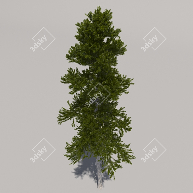 Giant Pine Tree 3D model image 3