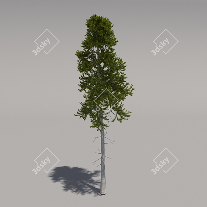 Giant Pine Tree: Second Edition 3D model image 1