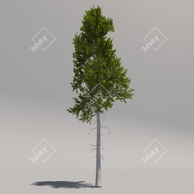 Giant Pine Tree: Second Edition 3D model image 2