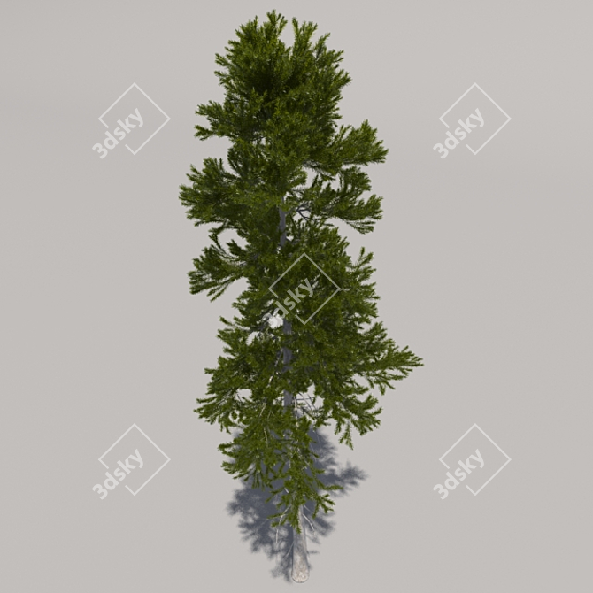 Giant Pine Tree: Second Edition 3D model image 3