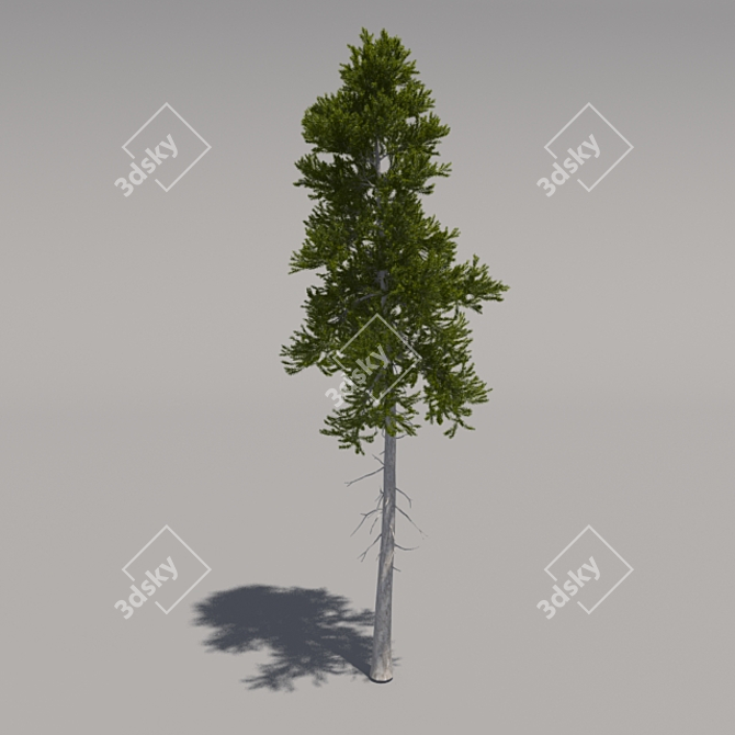 Giant Pine Tree: 3rd Edition 3D model image 1