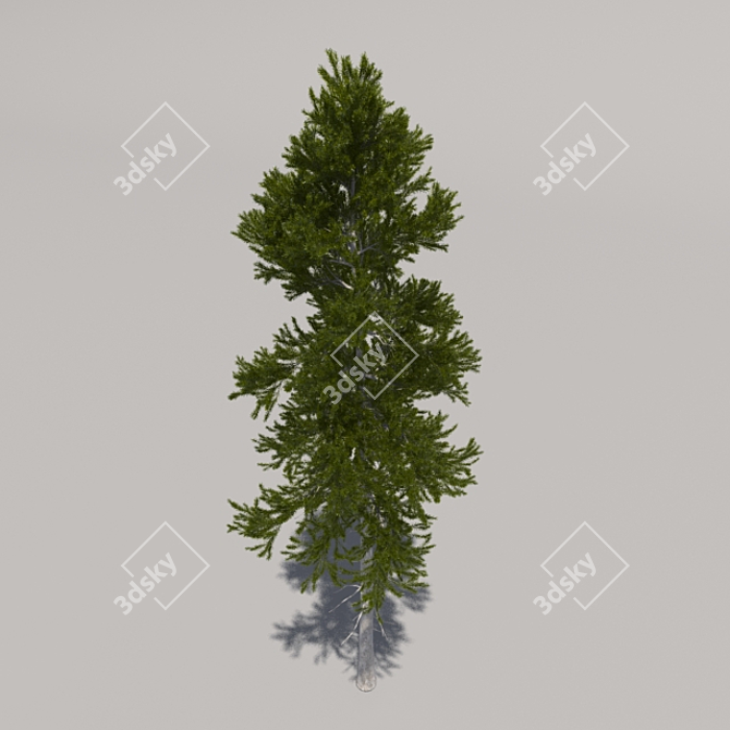 Giant Pine Tree: 3rd Edition 3D model image 3