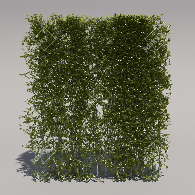 Trimmed Bush, Tall & Sleek 3D model image 1