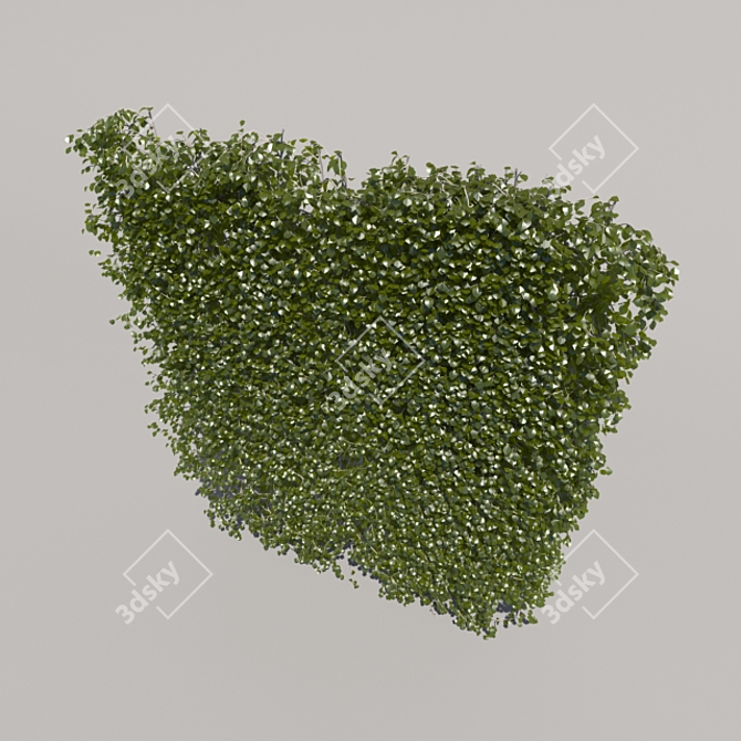 Trimmed Bush, Tall & Sleek 3D model image 3