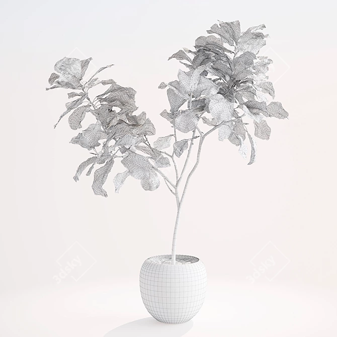 Elegant Ficus Lyrata Plant Accent 3D model image 2