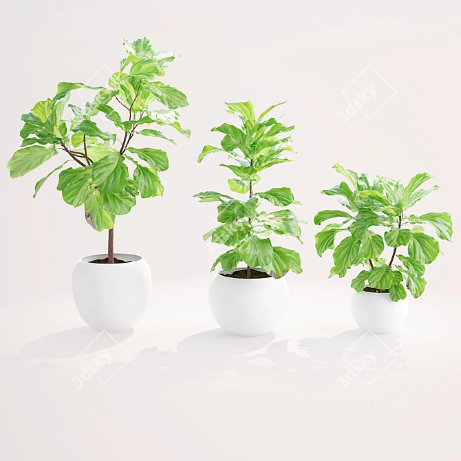 Lush Ficus Lyrata Plant 3D model image 1