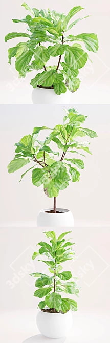 Lush Ficus Lyrata Plant 3D model image 3