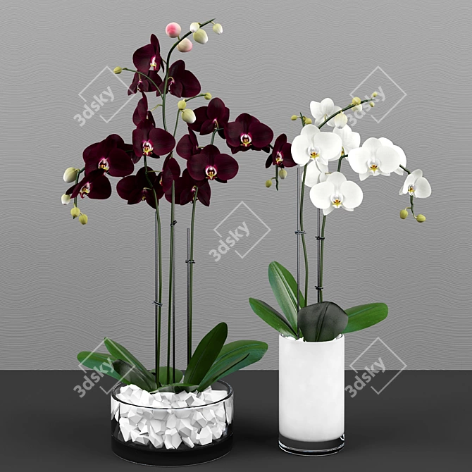 Phalaenopsis Orchid Set - 5 Varieties in Pots 3D model image 2