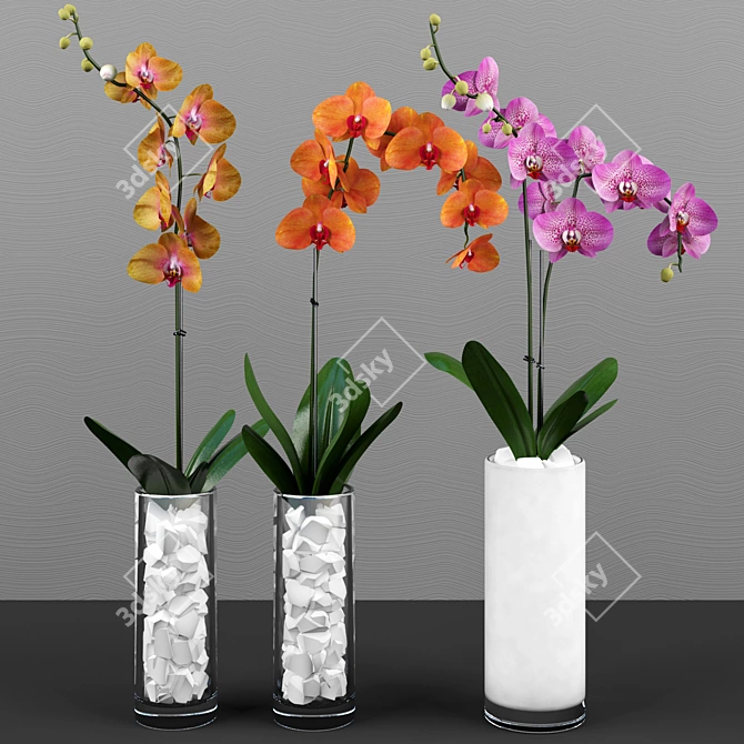 Phalaenopsis Orchid Set - 5 Varieties in Pots 3D model image 3