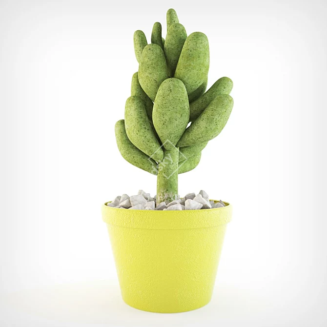 Stonecrop Succulent: Beautiful and Hardy 3D model image 1