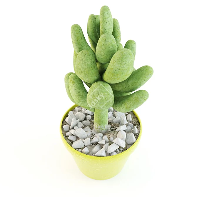 Stonecrop Succulent: Beautiful and Hardy 3D model image 2