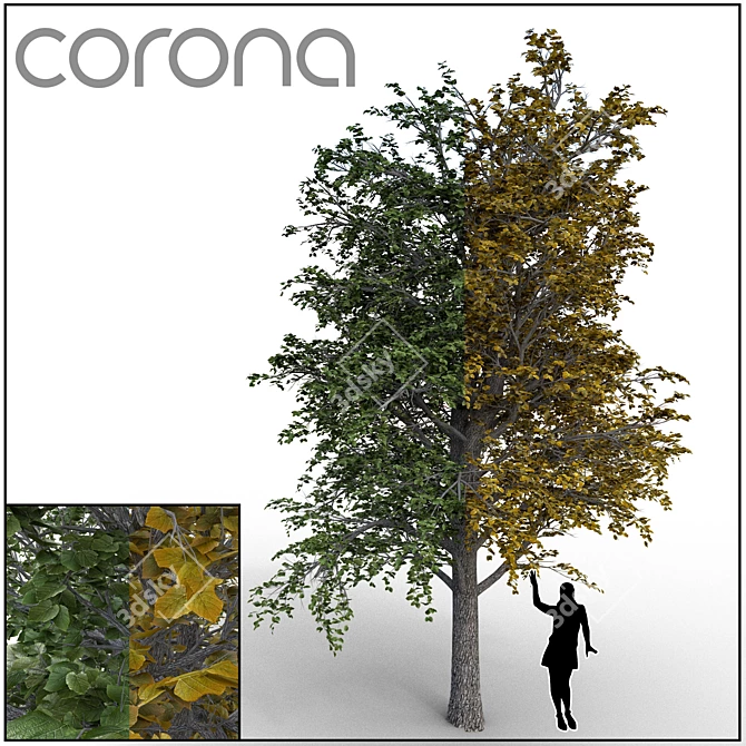 Linden Tree 3D Model - High Quality 3D model image 1