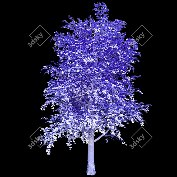 Linden Tree 3D Model - High Quality 3D model image 2