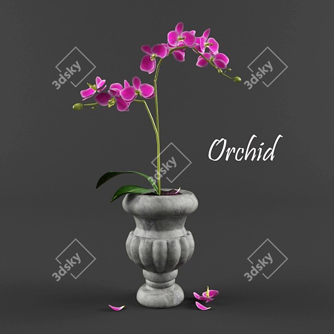 Elegant Orchid in Vase 3D model image 1