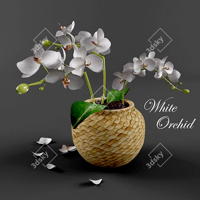 Title: Elegant White Orchid 3D model image 1