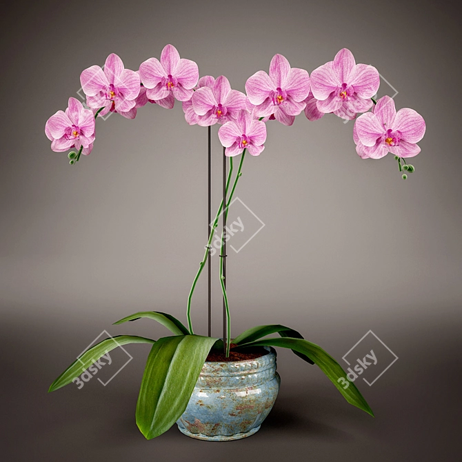 Elegant Phalaenopsis Orchid 3D model image 1