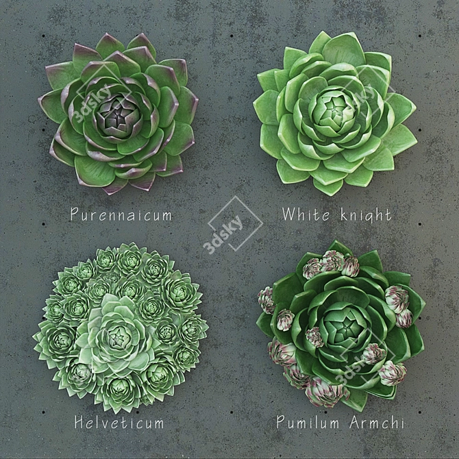 Molodilo Succulent Plant Set 3D model image 1