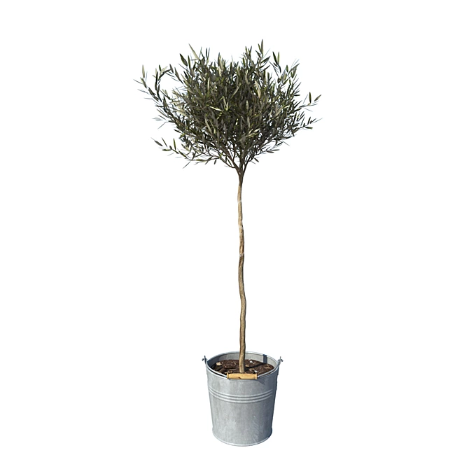 Mini Bucket Olive Tree 3D model image 1