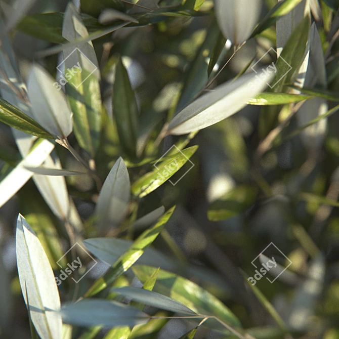 Mini Bucket Olive Tree 3D model image 2