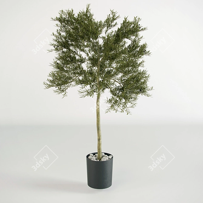  Petite Olive Tree 3D model image 1