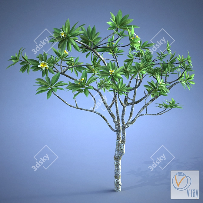 Exquisite Plumeria Plant 3D model image 1