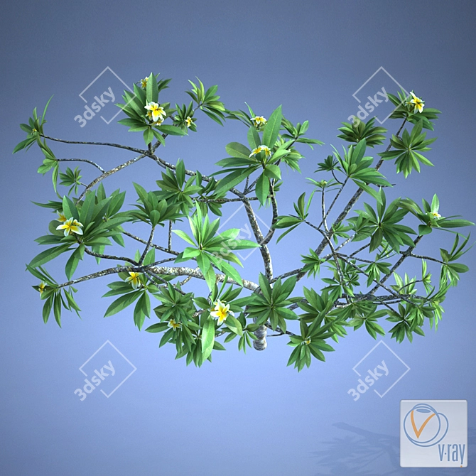 Exquisite Plumeria Plant 3D model image 2