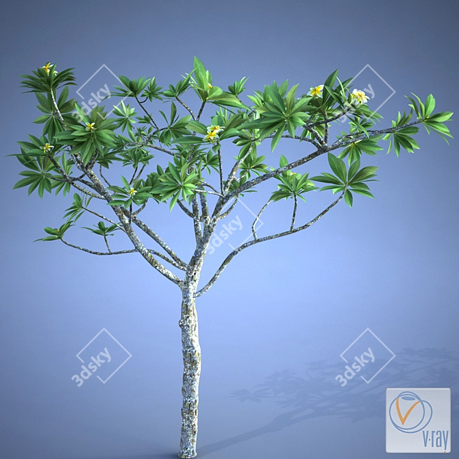 Exquisite Plumeria Plant 3D model image 3